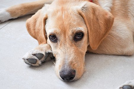 拉布拉多犬拉布拉多猎犬又名拉布拉多或拉布拉多图片