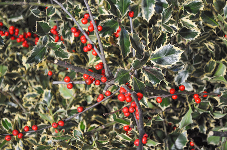 冬青植物冬青冬青属又名英国冬青或欧洲冬青或圣诞冬青植物图片