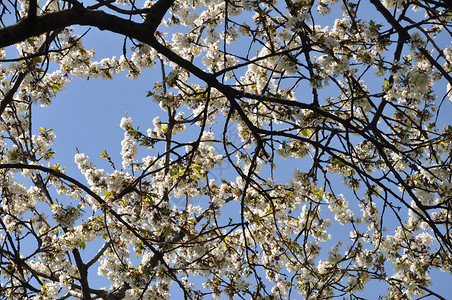 樱桃树花普鲁纳斯树花图片