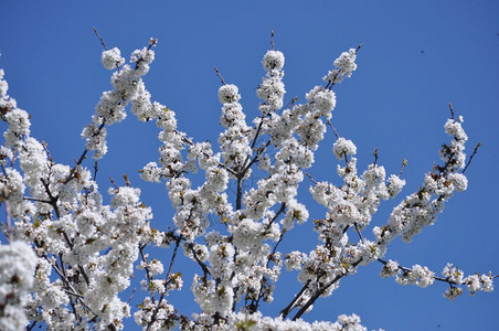 樱桃树花普鲁纳斯树花背景图片