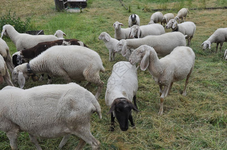 草原上养成的羊群图片
