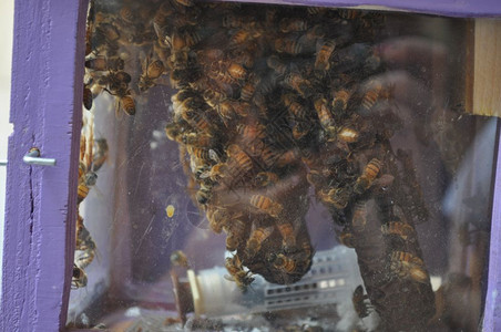 许多蜜蜂昆虫的动物图片