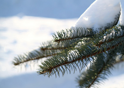 雪下的松树枝图片