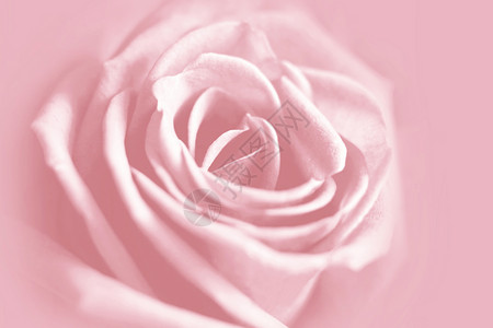 温柔粉红玫瑰背景图片