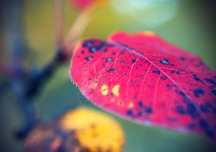 美丽明的秋叶图片