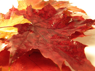 美丽的彩色秋叶底图片