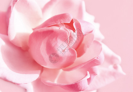 紧的粉红玫瑰图片