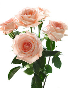 白色背景上美丽的粉红玫瑰花束图片