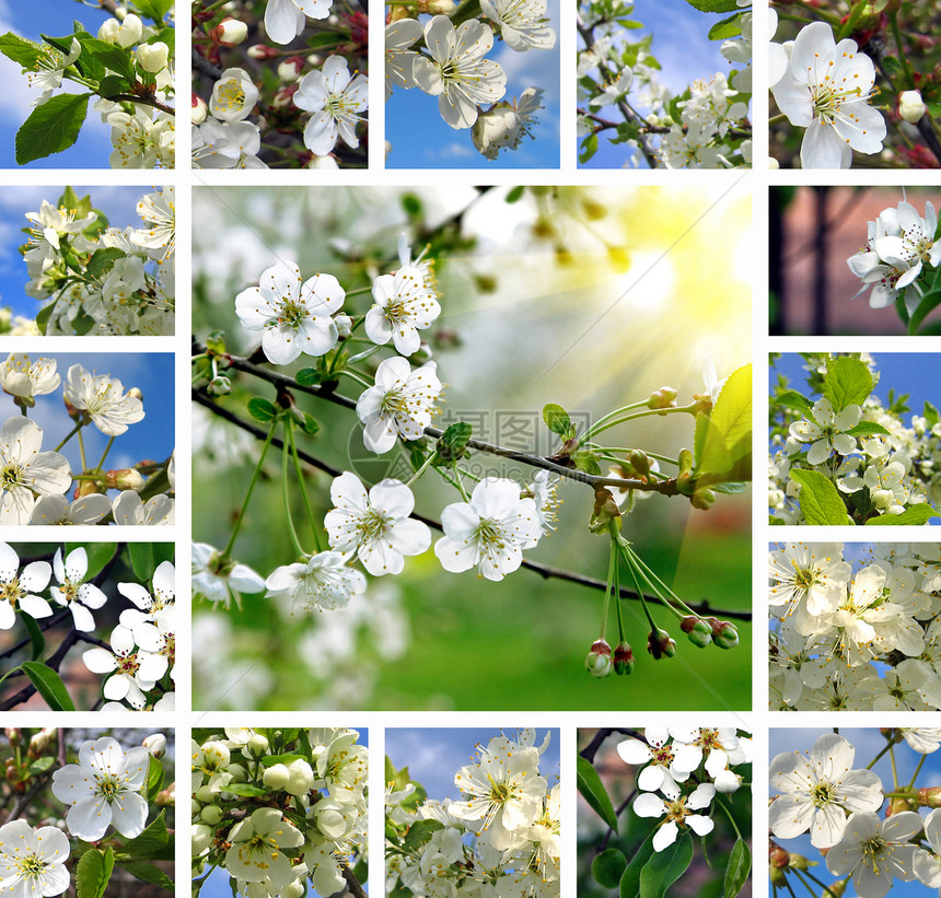 美丽的开花树拼凑图片