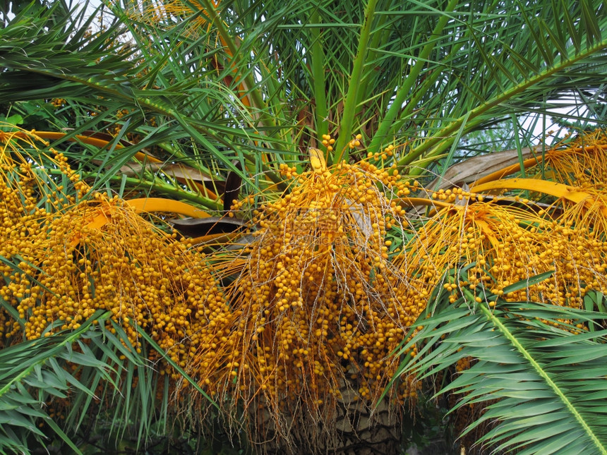 棕榈树含明橙子水果图片