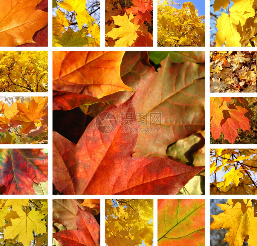 与美丽的秋叶树照片拼贴图片