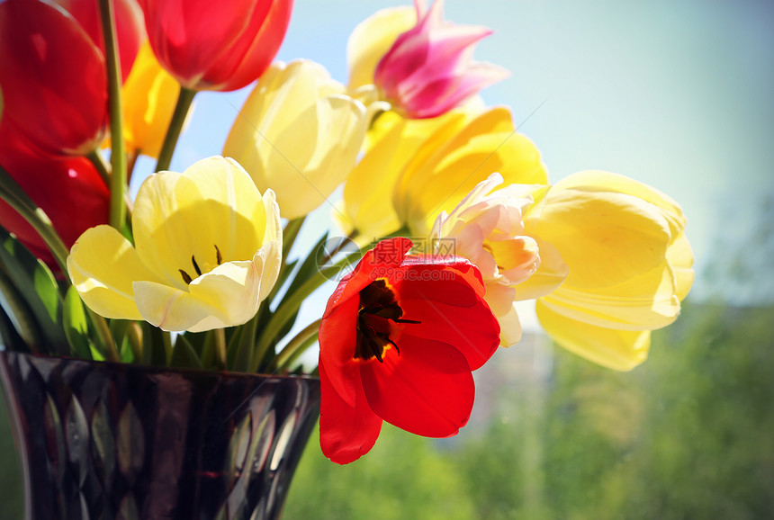 在窗口背景的花瓶中充满多彩的春季郁金香图片