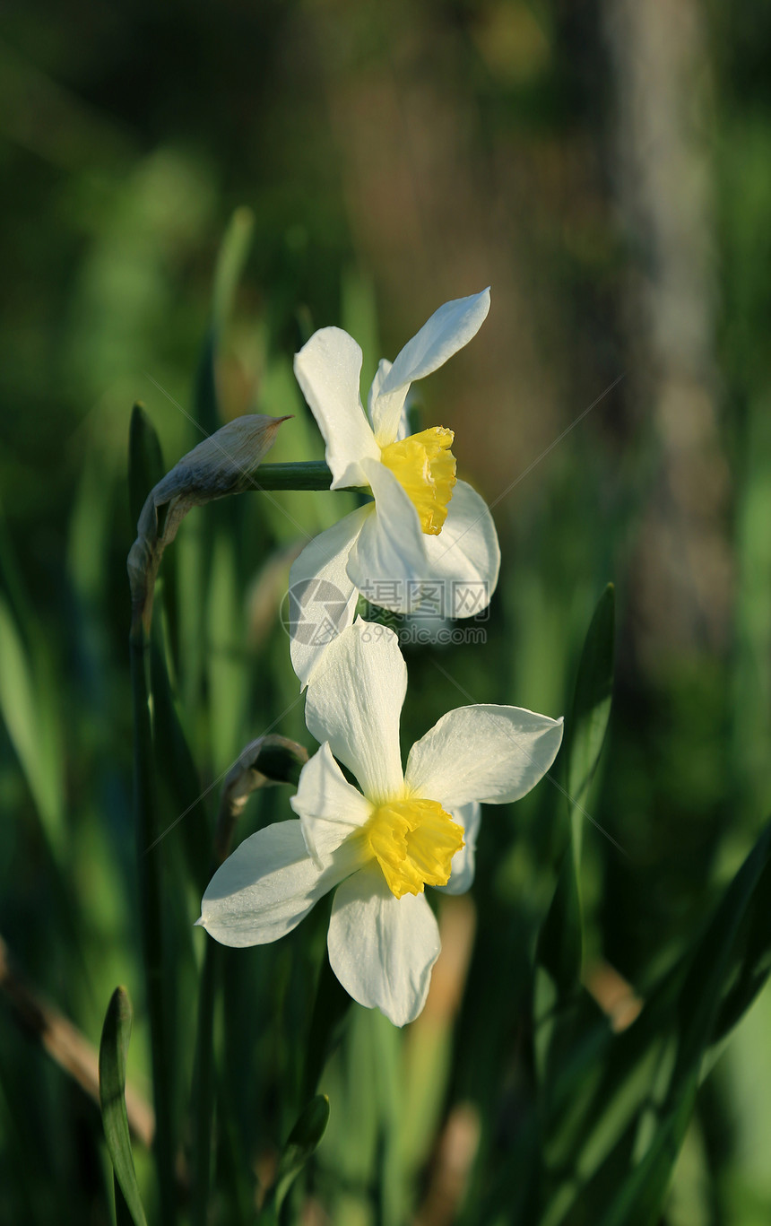 美丽的泉水仙子Narcissus图片