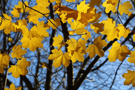 美丽的秋天黄色树叶图片
