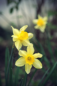 关闭美的多佛水仙Narcissus图片