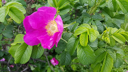 粉红狗玫瑰美丽的花朵图片