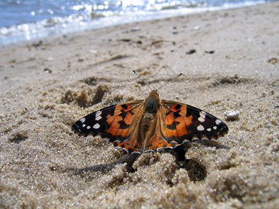 画着蝴蝶夫人坐在水边沙滩上背景图片