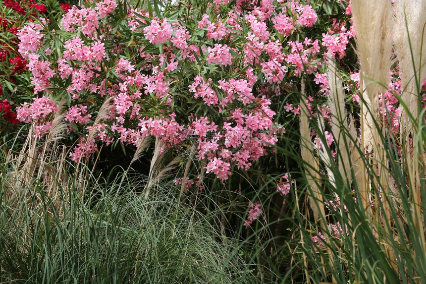 粉红色的奥良德树丛和高的草地图片