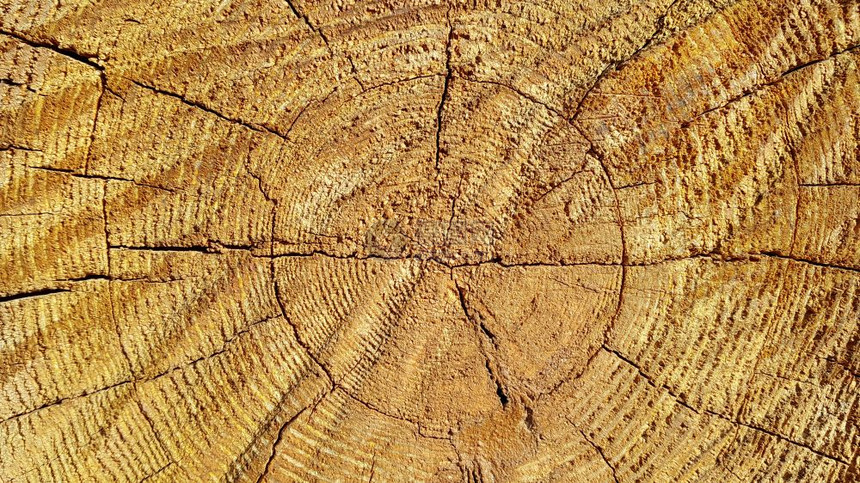 带有环和裂缝模式的天然木制质纹理闭合图片