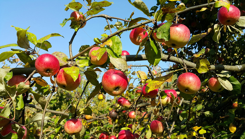 苹果树的枝红苹果成熟与蓝天对立图片