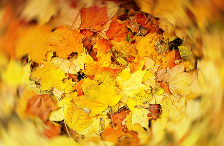 摘自落叶的抽象模糊秋天背景图片