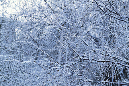 冬季树木美丽的枝自然季节背景图片