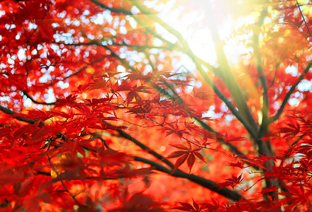 明亮的红色日本青春或棕榈树叶和秋天花园的阳光图片
