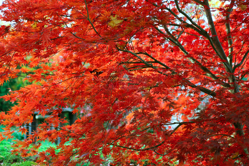 关闭秋天花园的日本或AcerPalmatum的明亮红枝图片