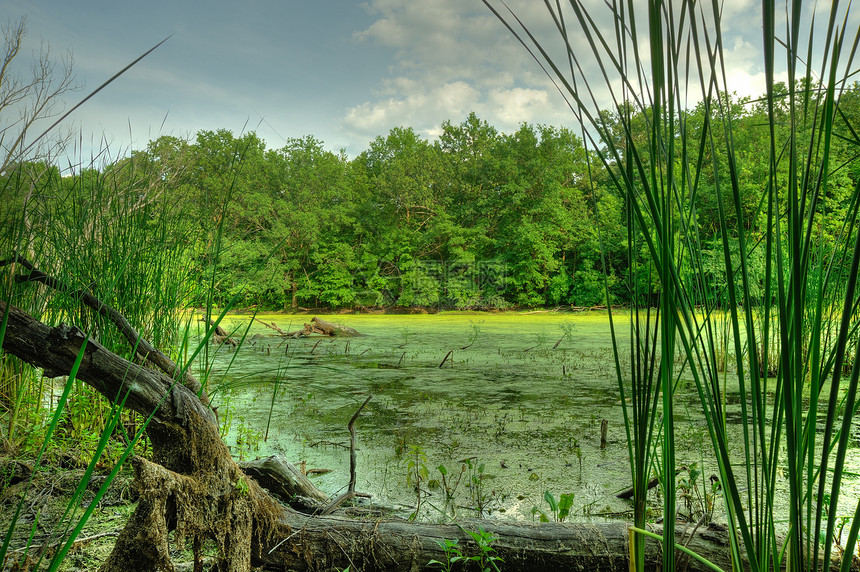 沼泽一个水停滞的funny地方图片