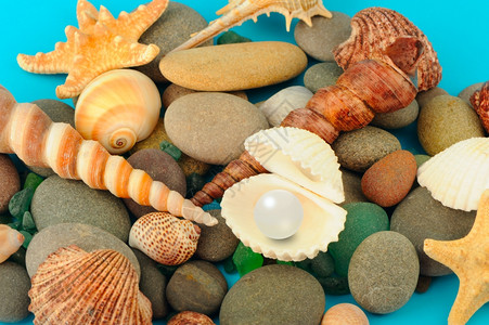 珍珠在开阔的壳上海生物体的背景上图片