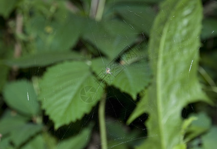 以绿色树叶背景为的蜘蛛电线高清图片素材