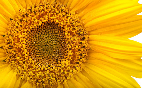 长着一朵大黄花的植物产生可食用种子图片