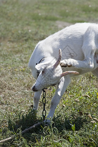 山羊一只年轻的山羊在一只耳朵后面抓着一只蹄子图片