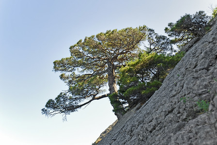 在悬崖上生长的树图片