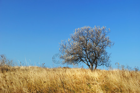 在草原上的树一片干枯的秋草和一棵孤单的树高清图片
