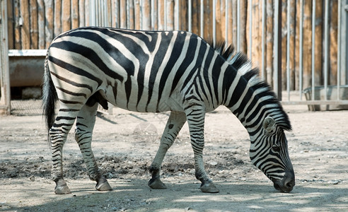斑马像一样的非洲条纹动物图片