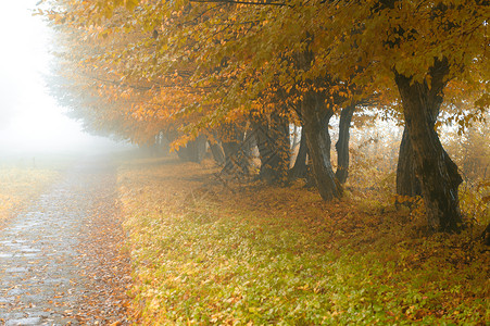 大雾公园的巷道秋天雨图片