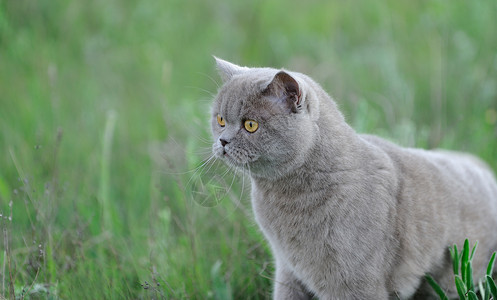 野生物中的英国短毛猫图片