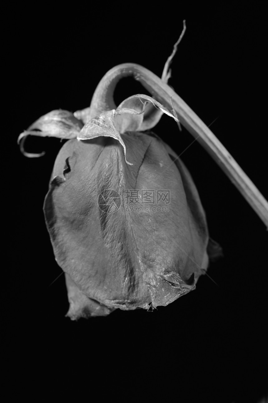 干玫瑰黑底的花朵枯萎图片