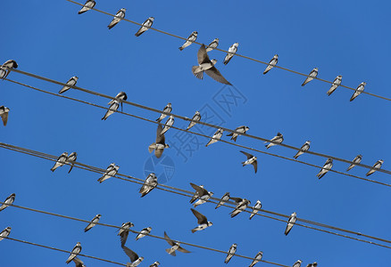 坐在电线上的鸟类工艺品图片