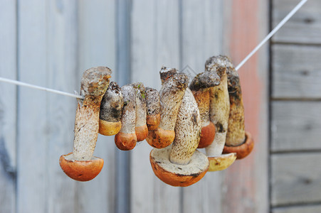 绳子上挂着一些干薄煎蘑菇高清图片