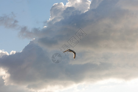 夜空中飞翔的海鸥图片