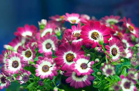 粉红色花朵化家庭植物部分图片