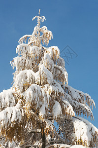 冬雪的顶峰在天空背景上覆盖了树图片