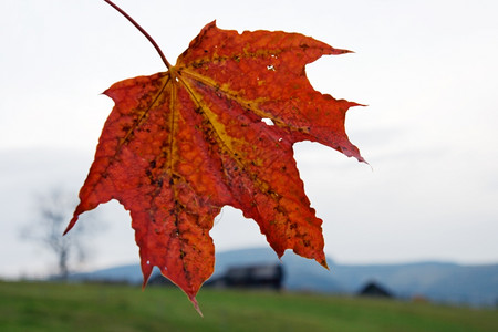 湿红色秋叶图片