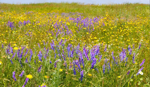 夏季草原上盛开的野花四拍综合图片图片