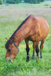 夏季草原上吃草的单马图片