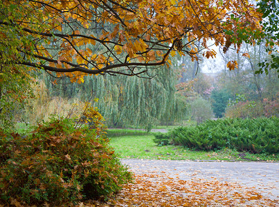 秋天市公园最后的金树叶图片