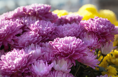 美丽的紫红菊花背景图片