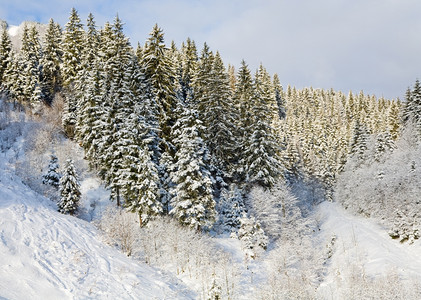 冬季寒平静的山地景观有雪覆盖的采树图片